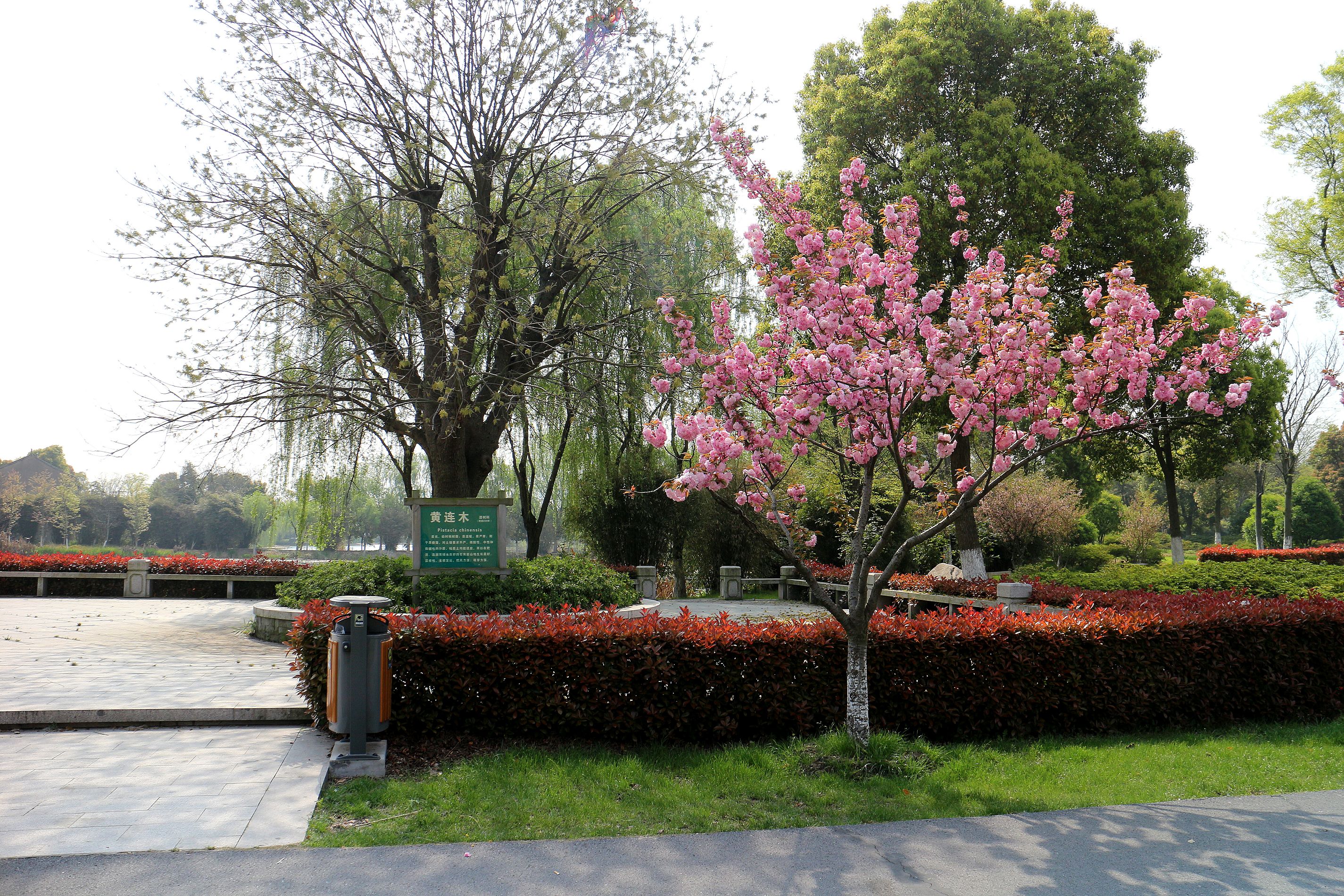 苏州相城花卉植物园图片