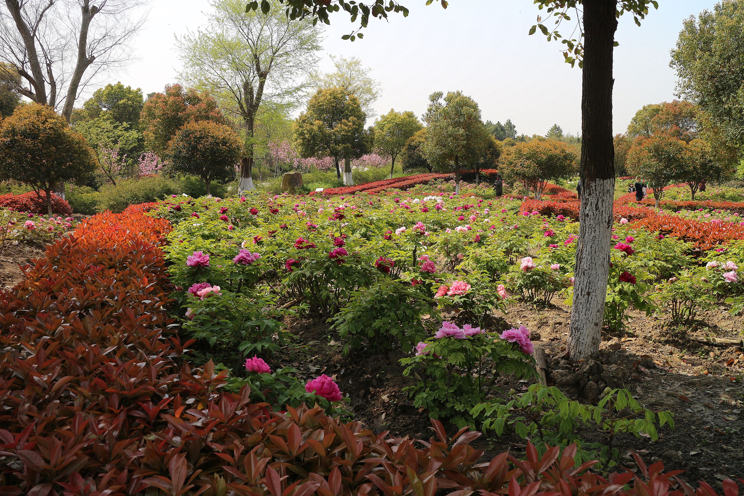 苏州花卉植物园园景