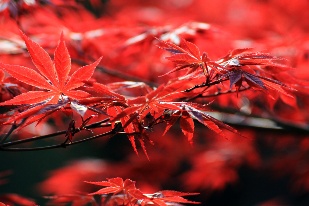 春天楓葉紅如火