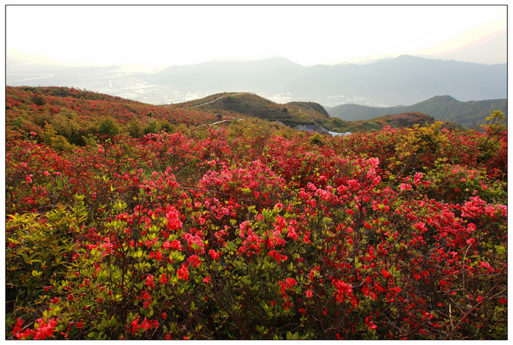 杜鹃红遍圣井山