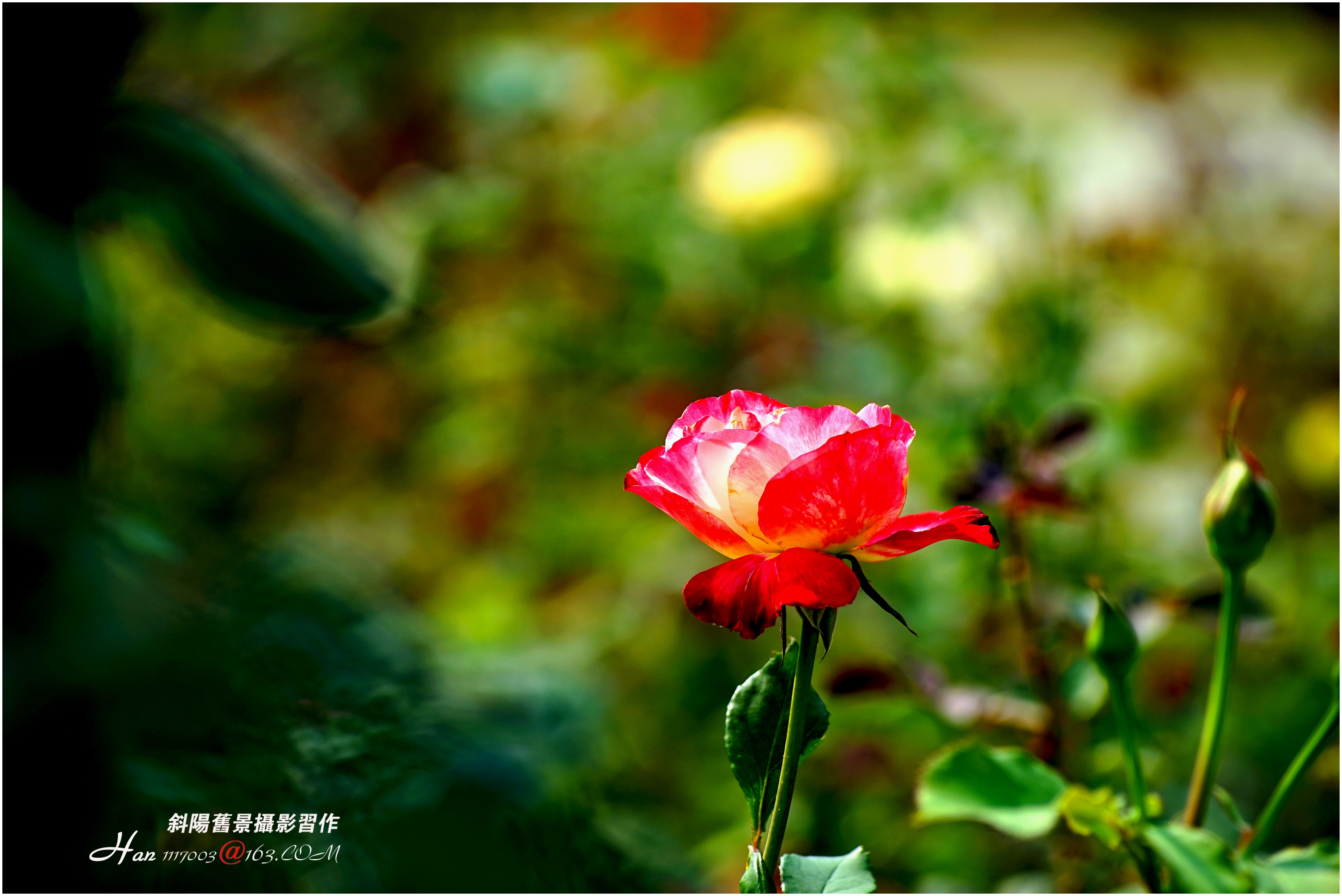 【春天裡的花攝影圖片】廣州雲臺花園生活攝影_斜陽舊景_太平洋電腦網