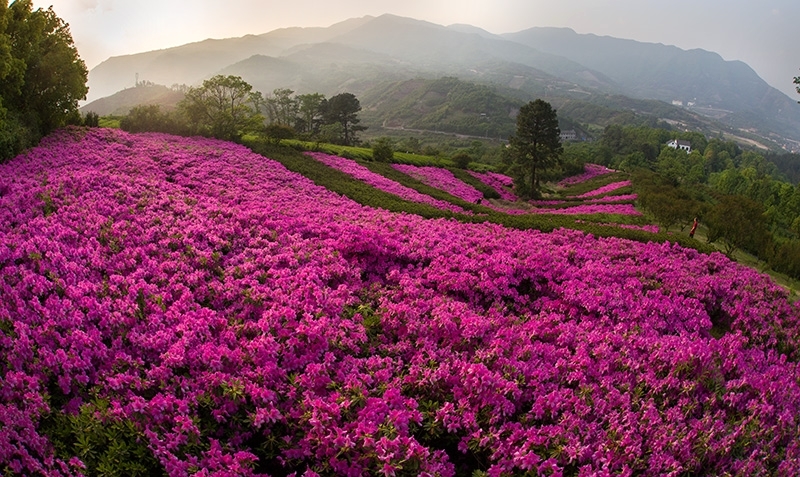 东丰县杜鹃花谷图片