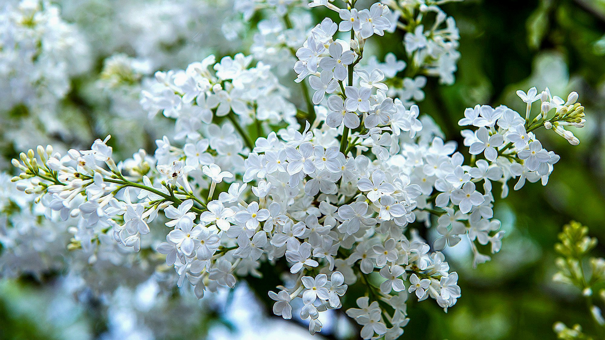 繁花