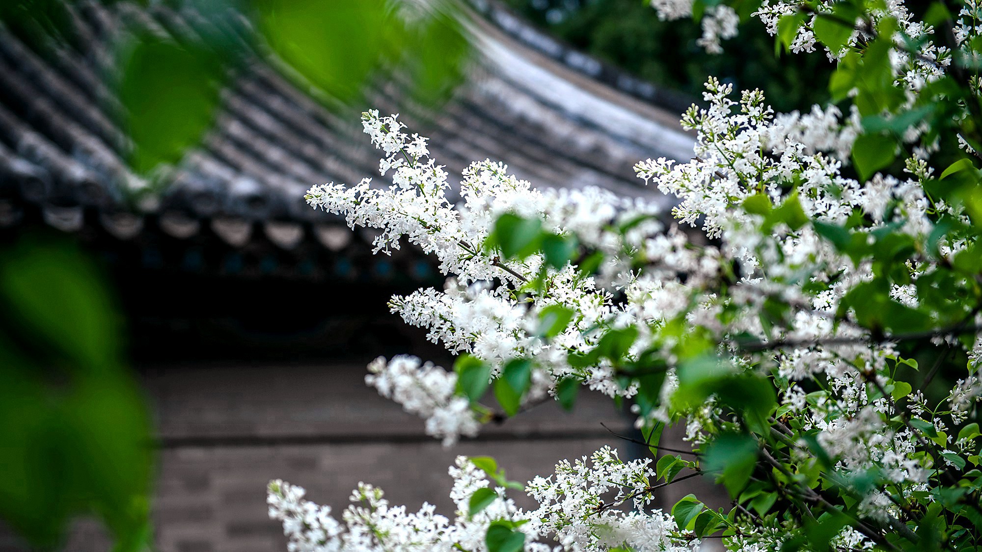 繁花