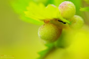 野菊花叶子上长的