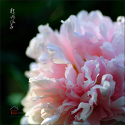 牡丹仙子D 2015.4.25