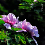 牡丹仙子C 2015.4.25