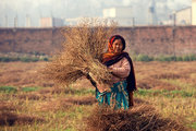 尼泊尔——乡村农作