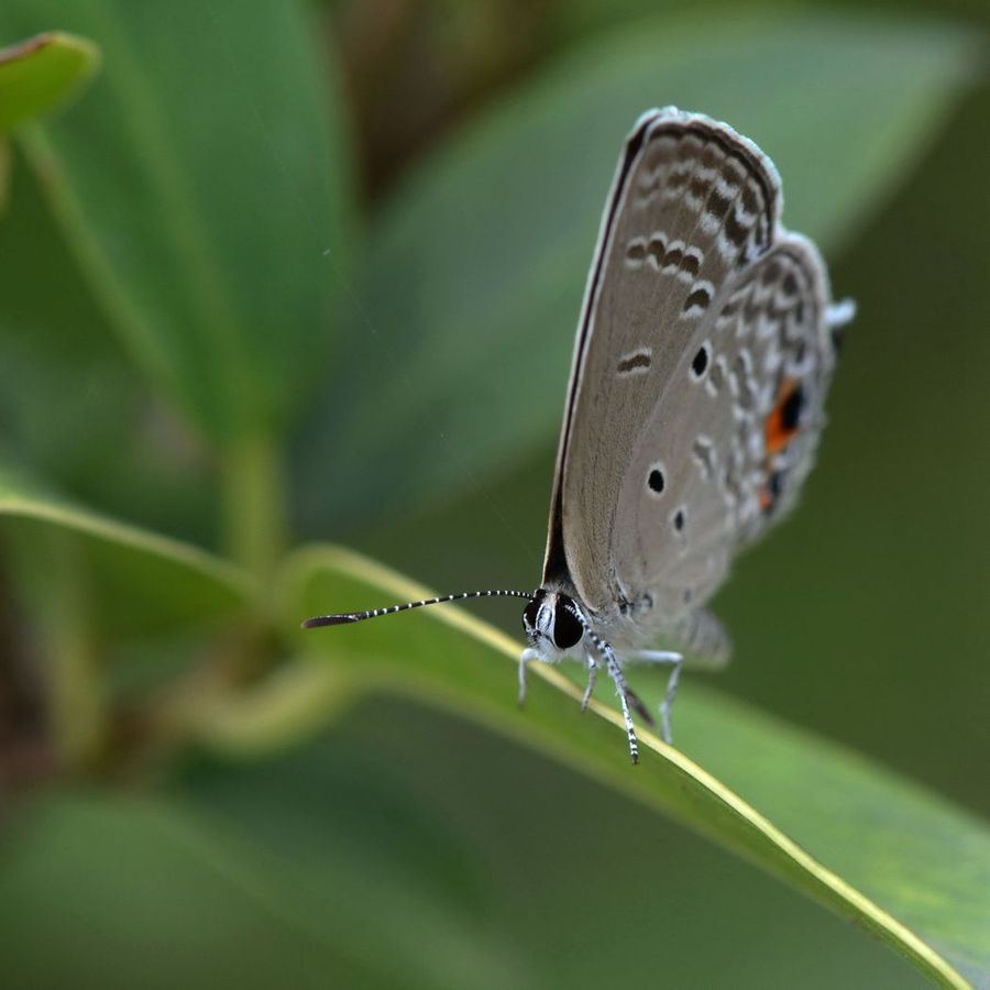 常见的灰蝶图片