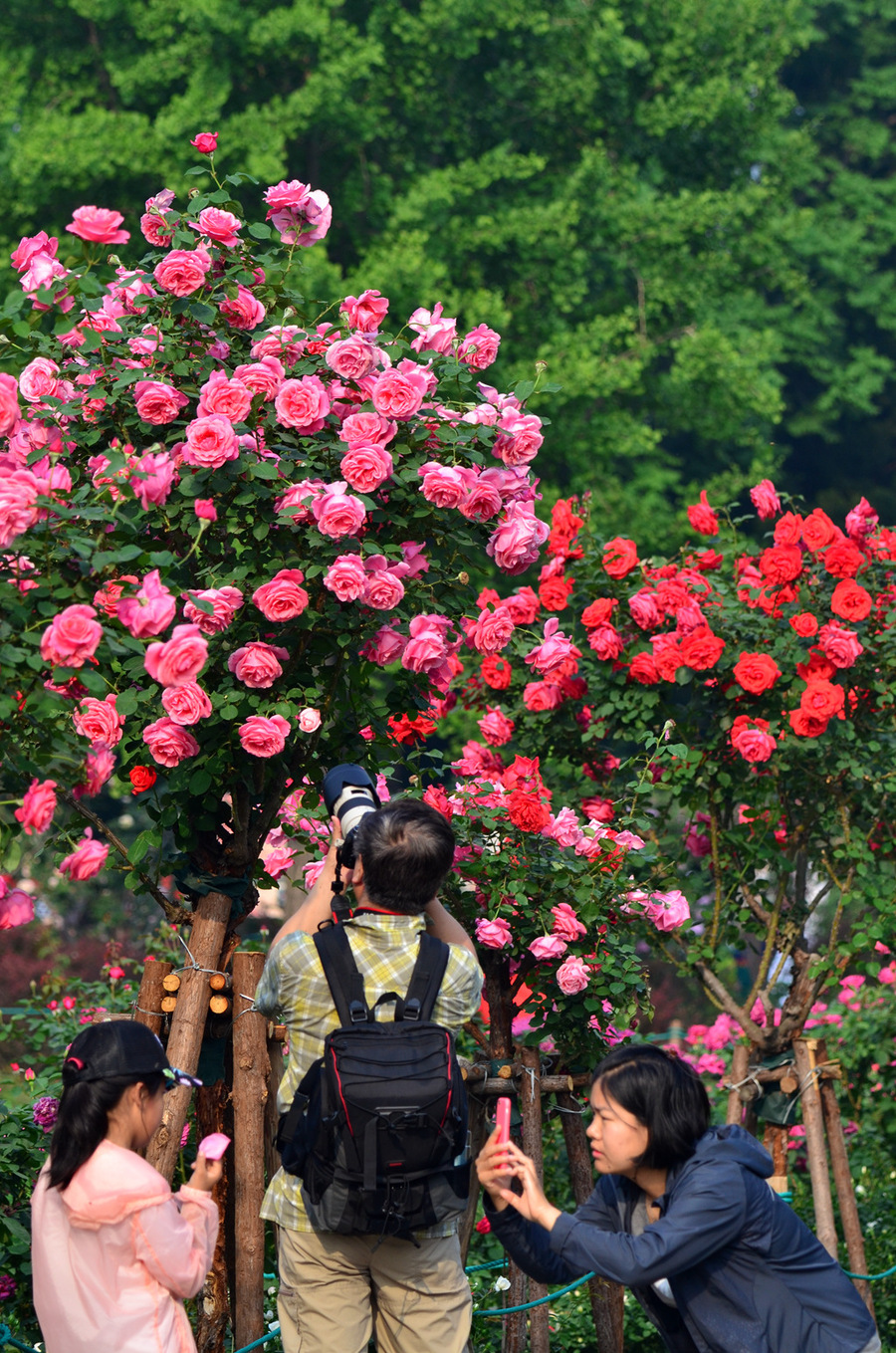 赏花人