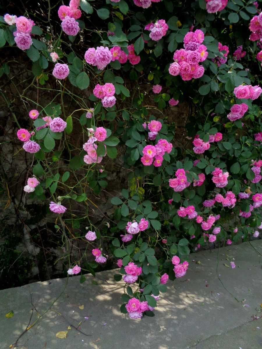 城墙边的野蔷薇图片图片