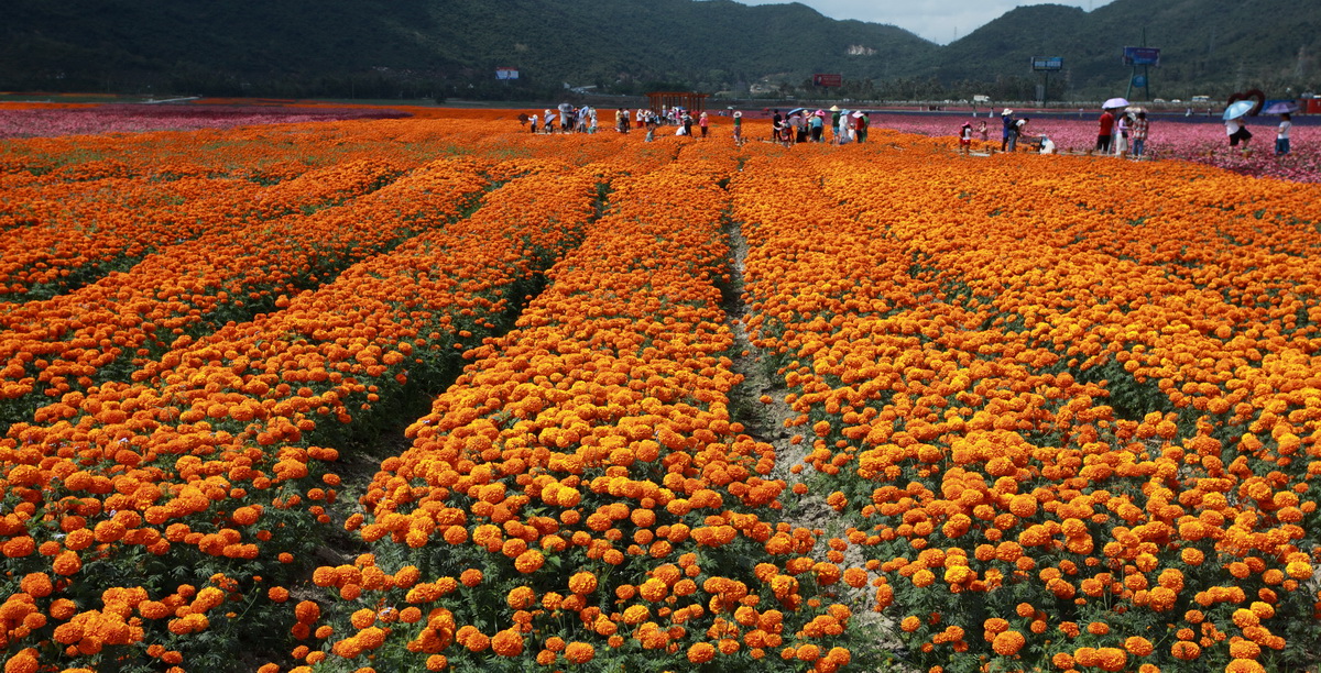 凤凰花海