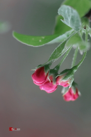 海棠垂丝-又到花开季