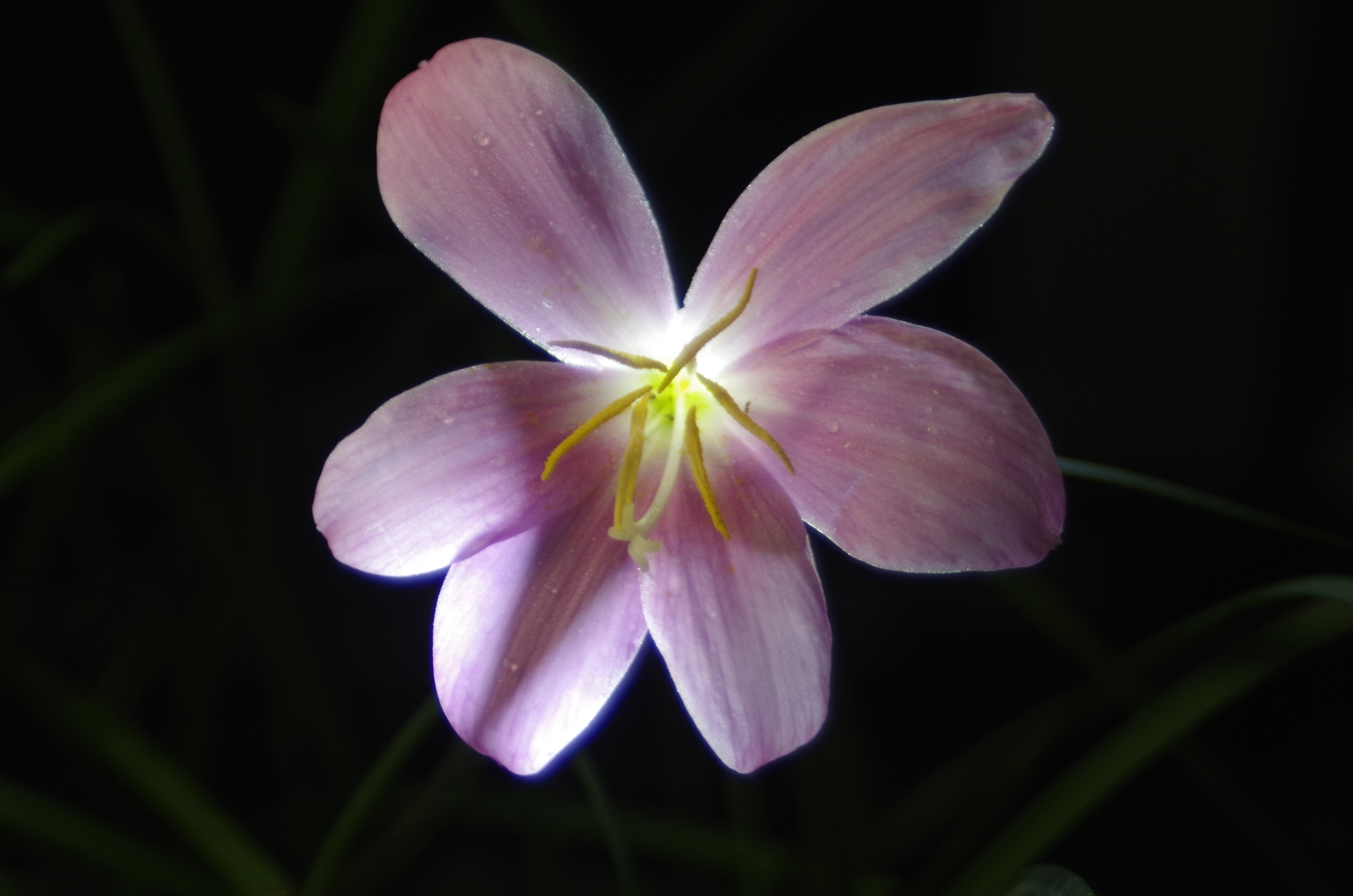 晴雨花