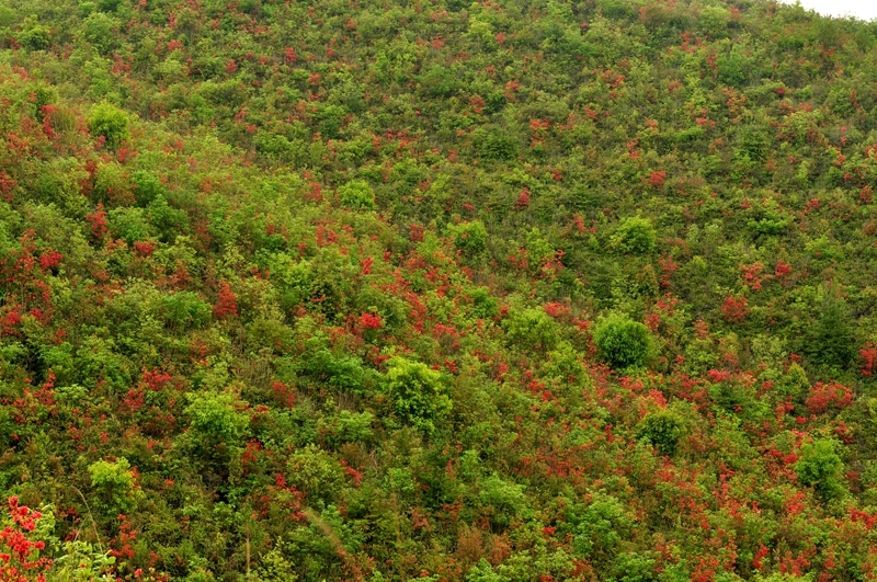 2015,5天平山,映山红