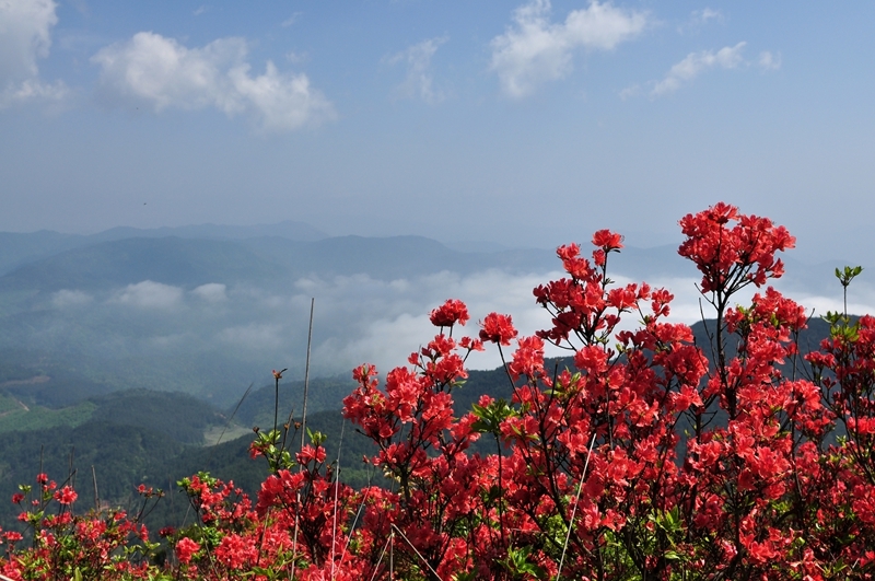 2015,5天平山,映山紅