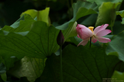 雨后荷花 Lotus flower