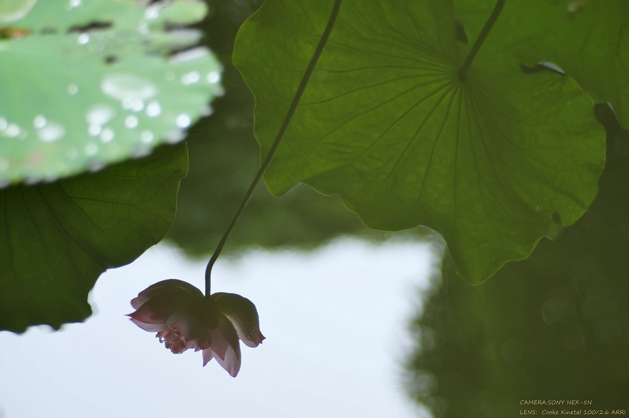 ɻ Lotus flower