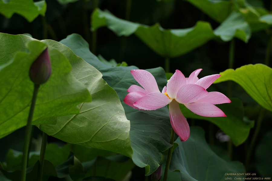 ɻ Lotus flower