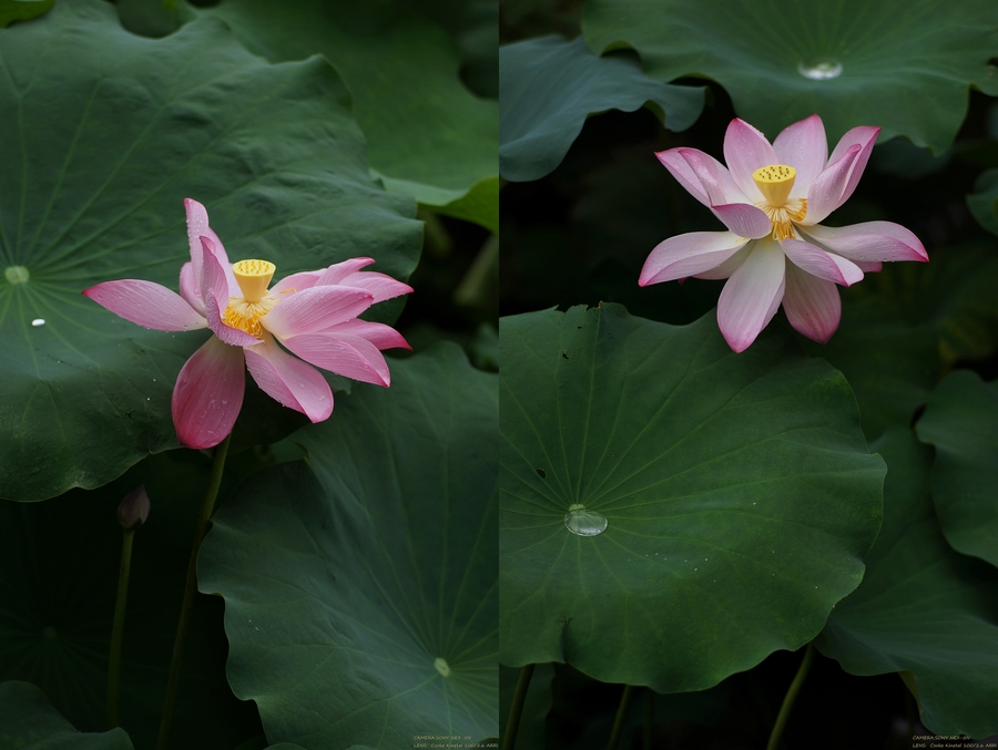 ɻ Lotus flower