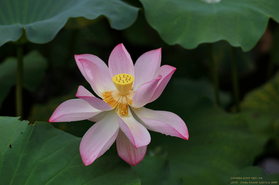 ɻ Lotus flower