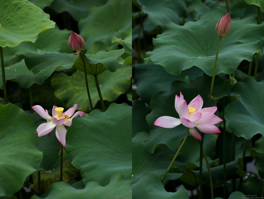 ɻ Lotus flower