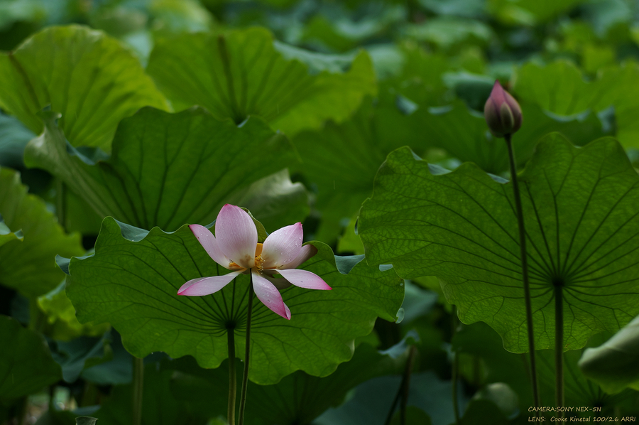 ɻ Lotus flower