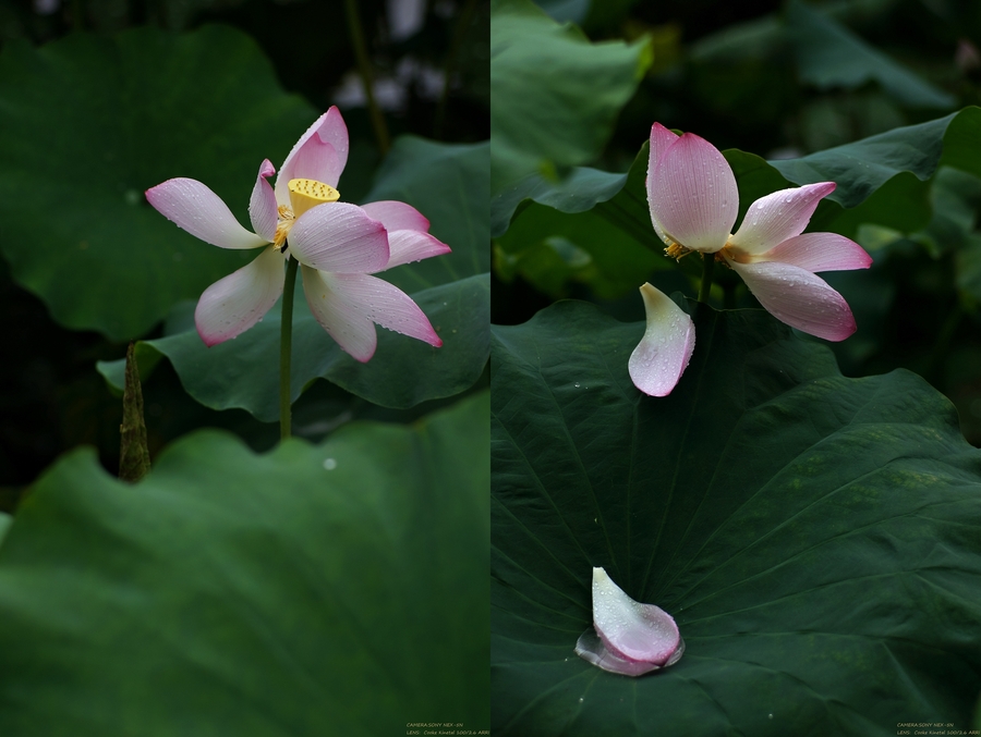 ɻ Lotus flower