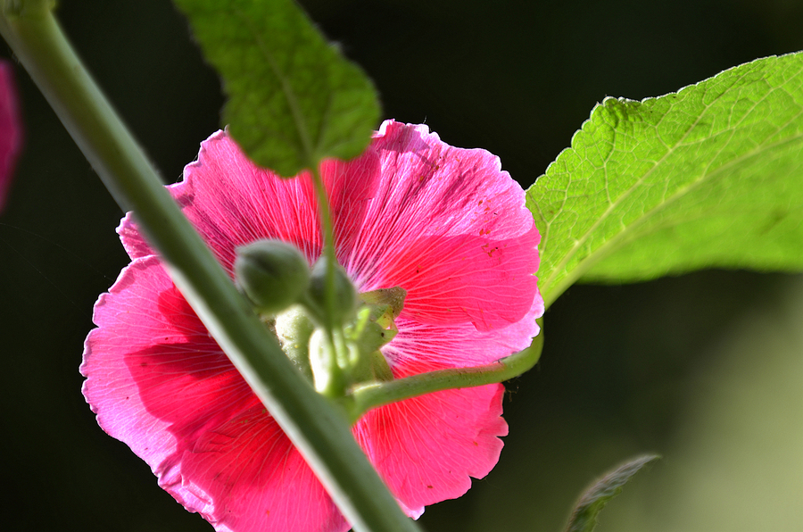 hollyhock