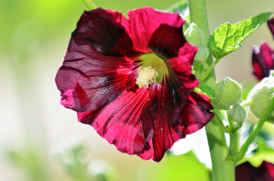 hollyhock