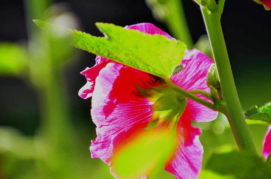 hollyhock