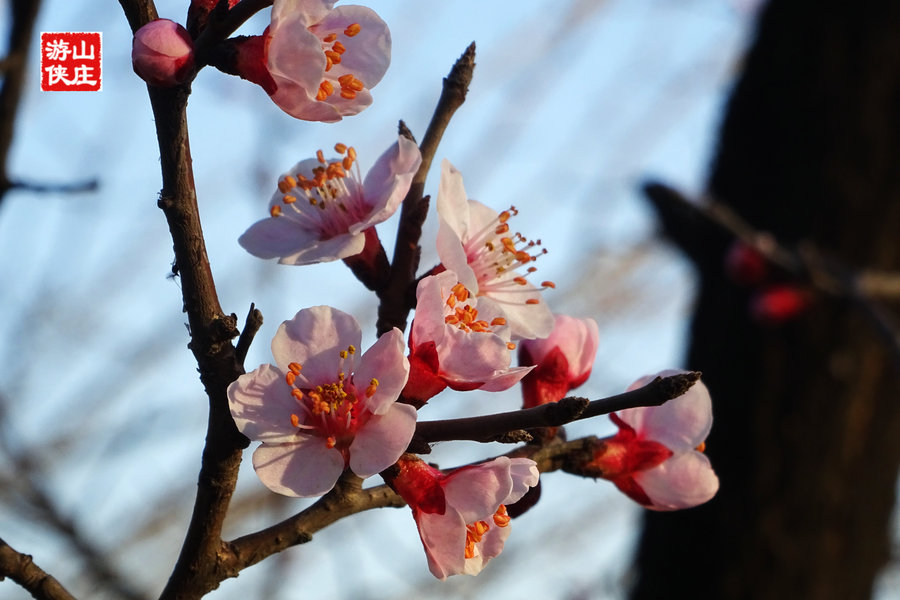 杏花照片 真迹图片