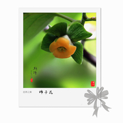 柿子花