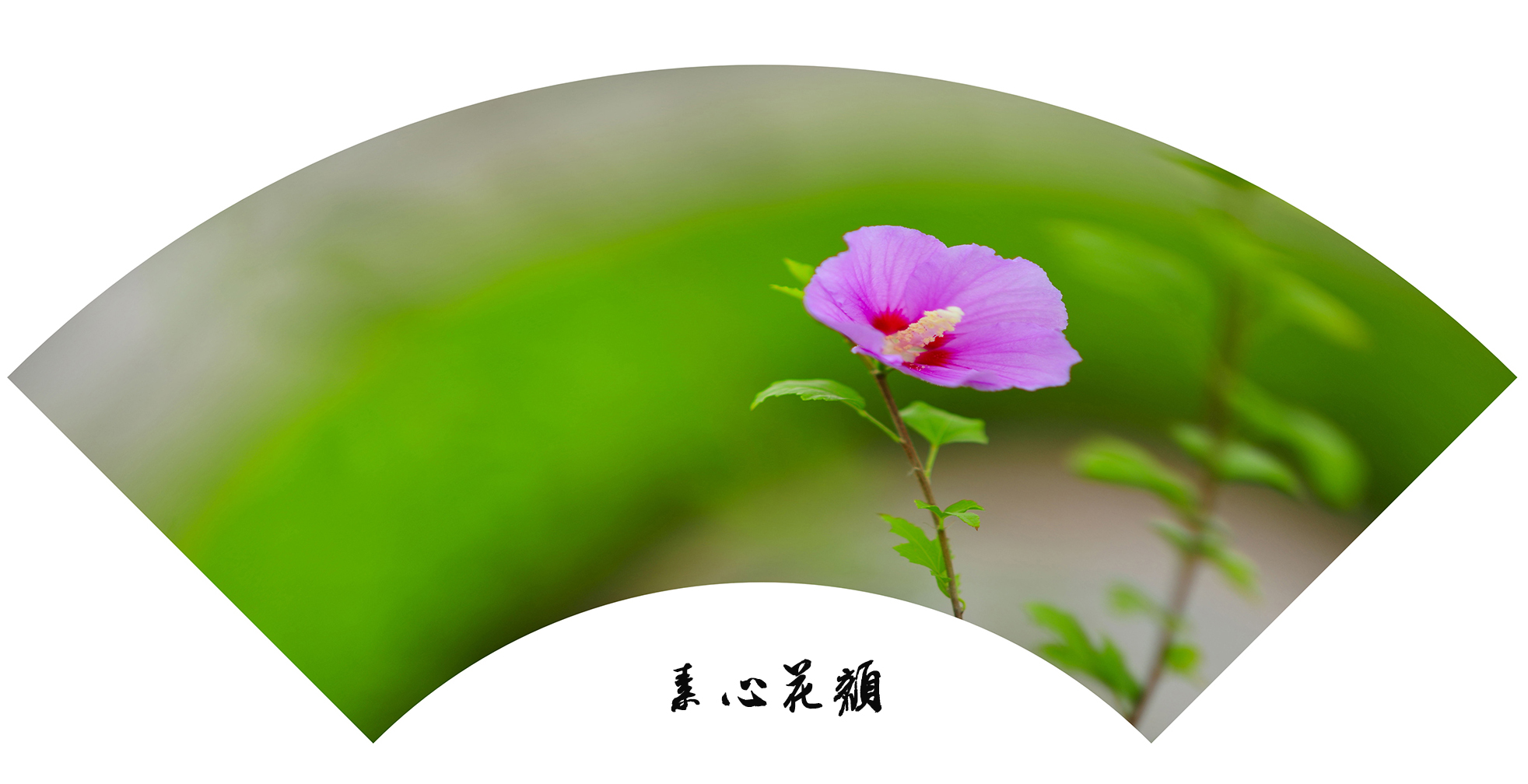 素心花颜