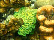 体验水下拍摄—帕劳脑形指形珊瑚