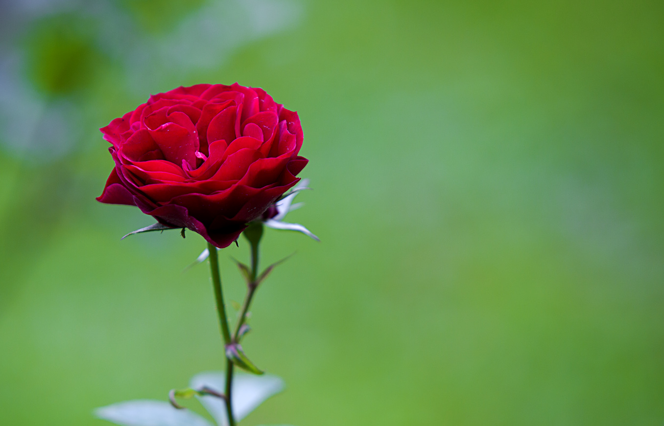 玫瑰花背景高清图片下载-正版图片500112780-摄图网