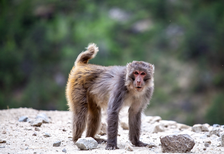 雅鲁藏布江畔的精灵—藏猕猴