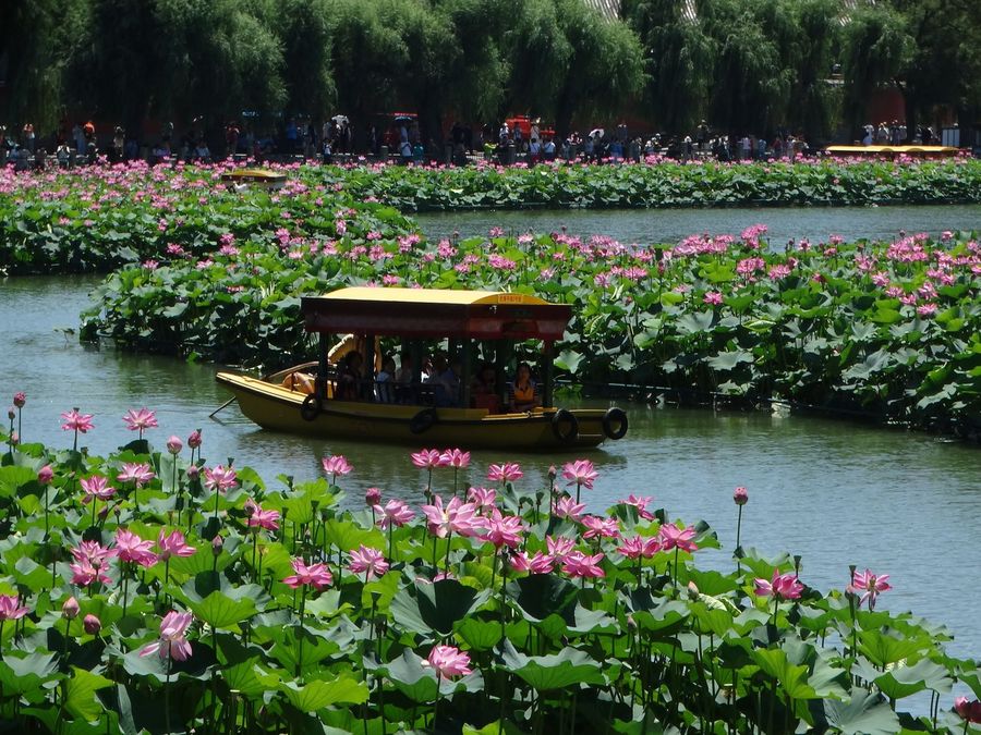 【北海荷花节摄影图片】北京北海公园国内摄影_劲松_太平洋电脑网摄影