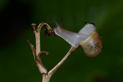 蜗牛攀枝