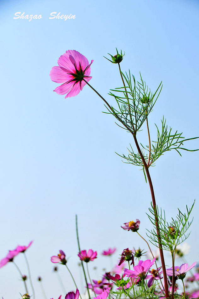 格桑花開