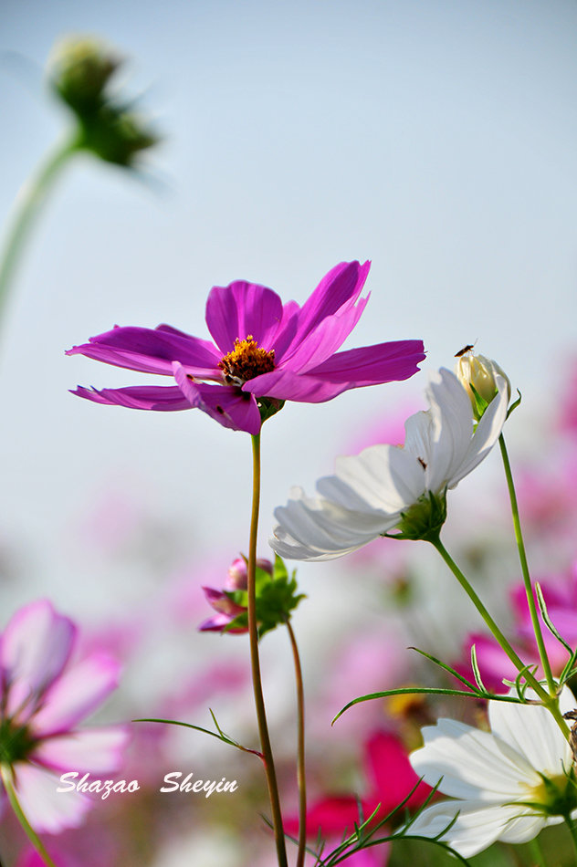 格桑花開