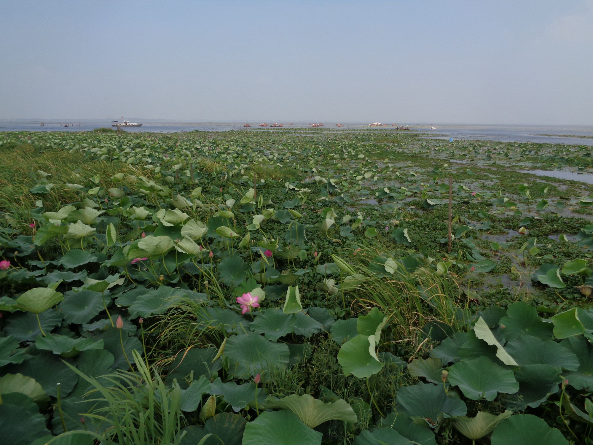 梁子湖采菱节(二)