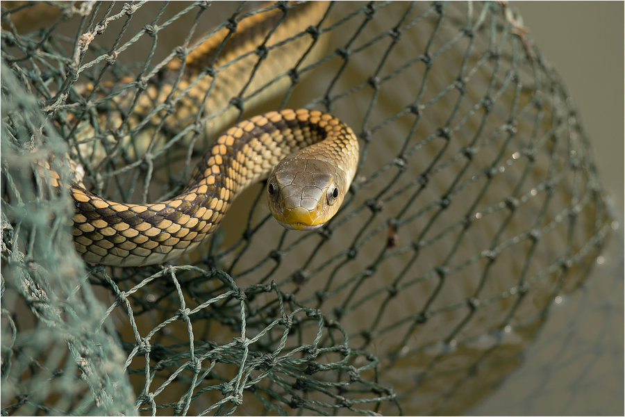 湖南水蛇图片
