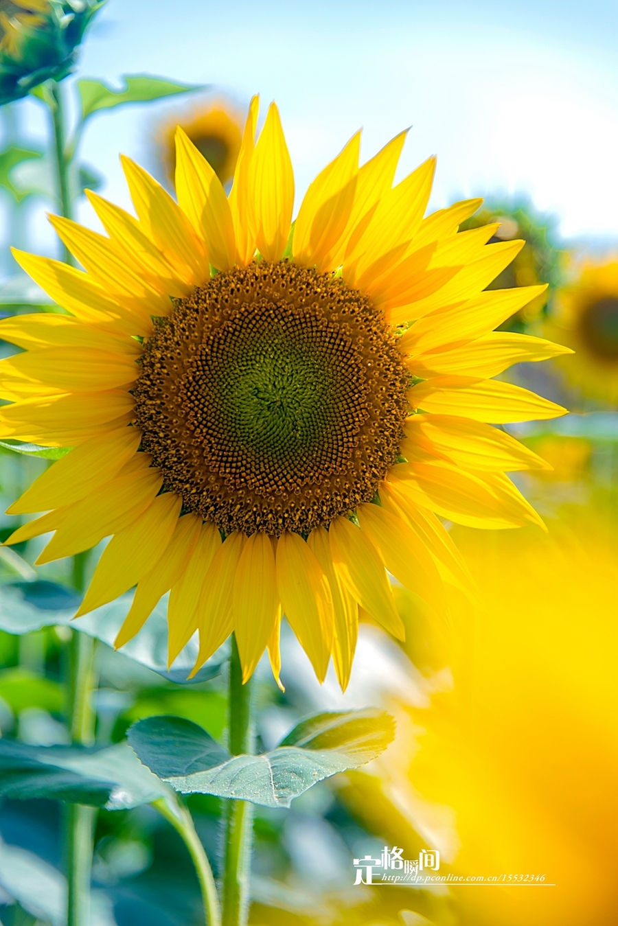 太陽之子向陽花