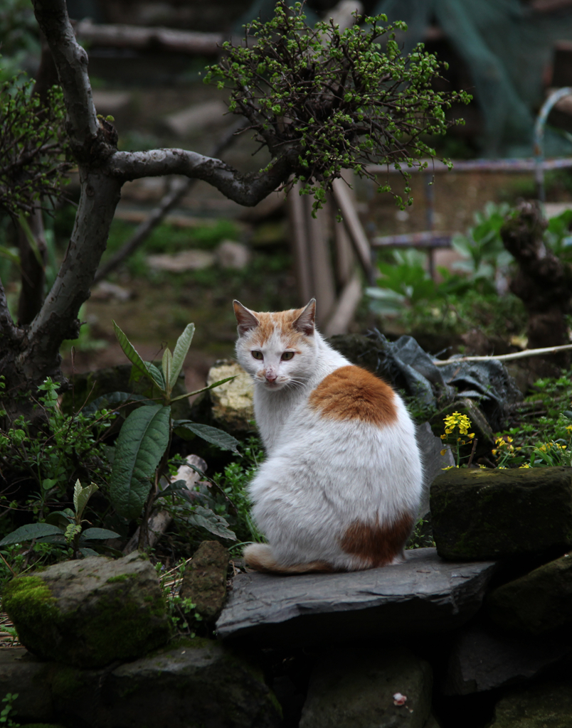 瞻淇古村