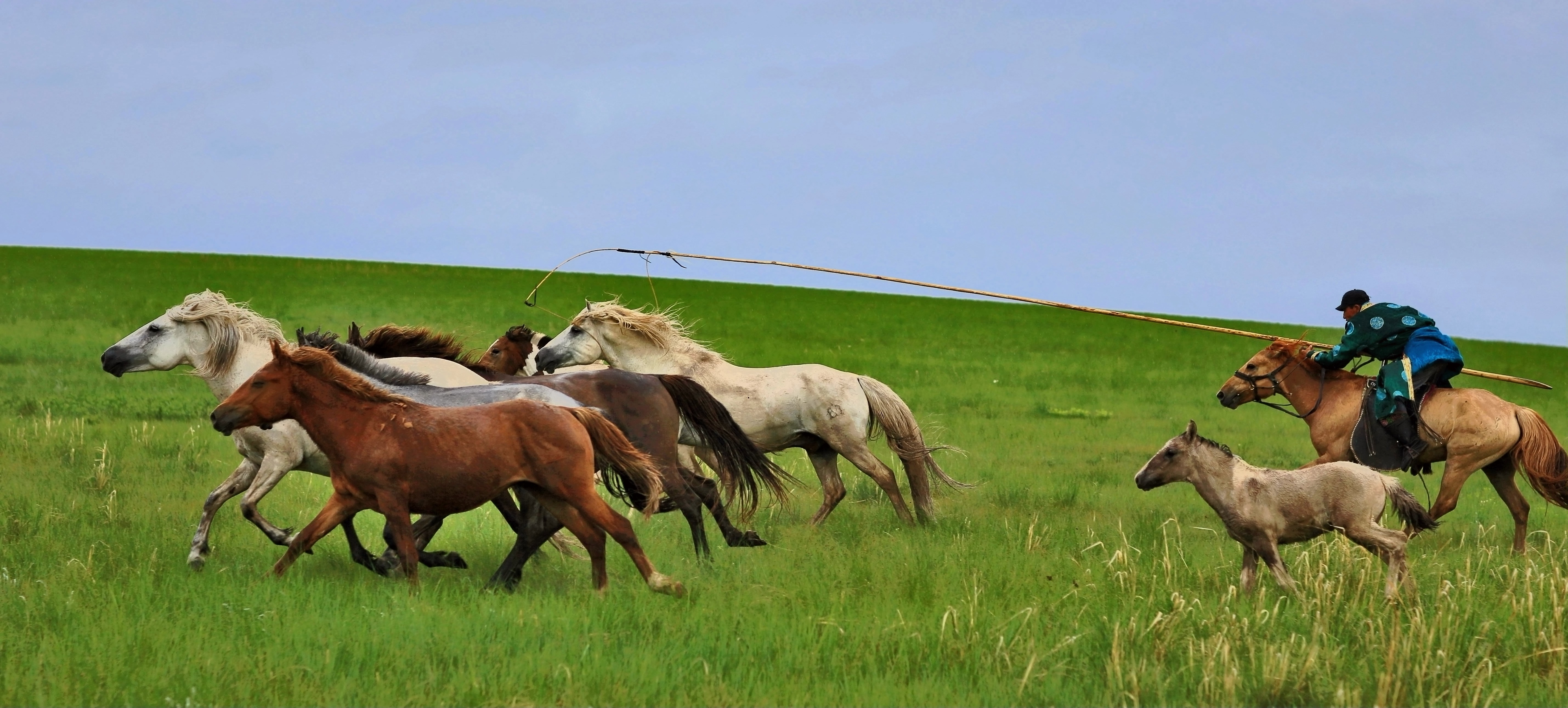 草原奔跑的马高清图片下载-正版图片500648317-摄图网
