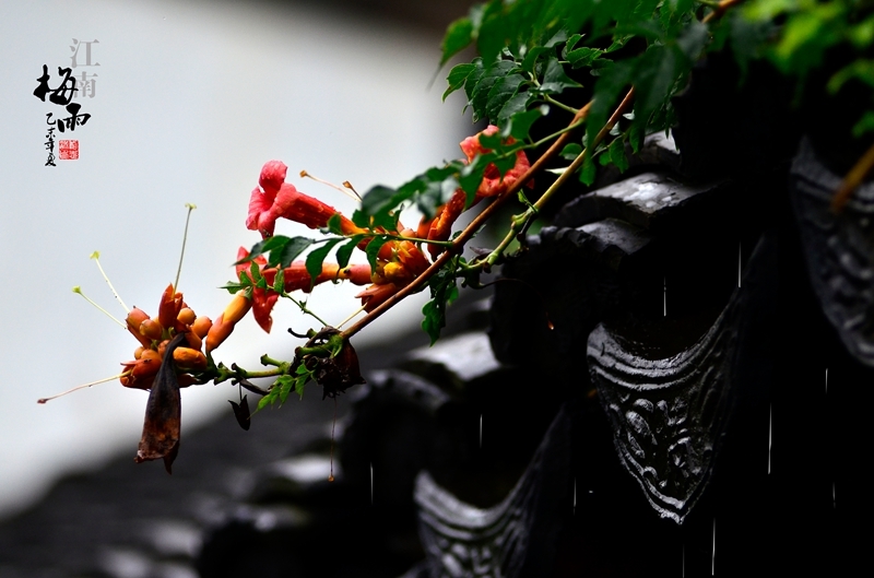 江南梅雨