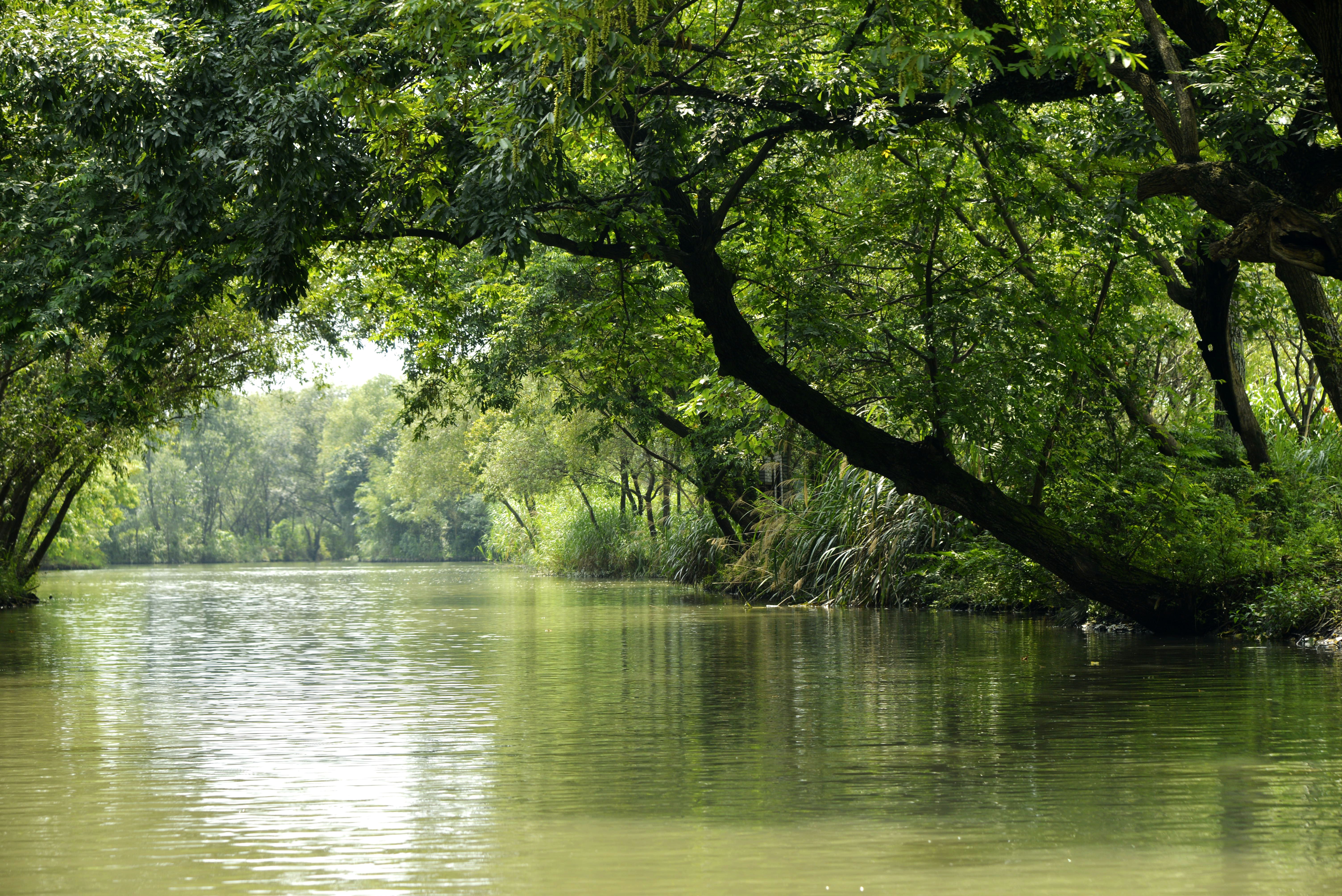 东台西溪湿地图片