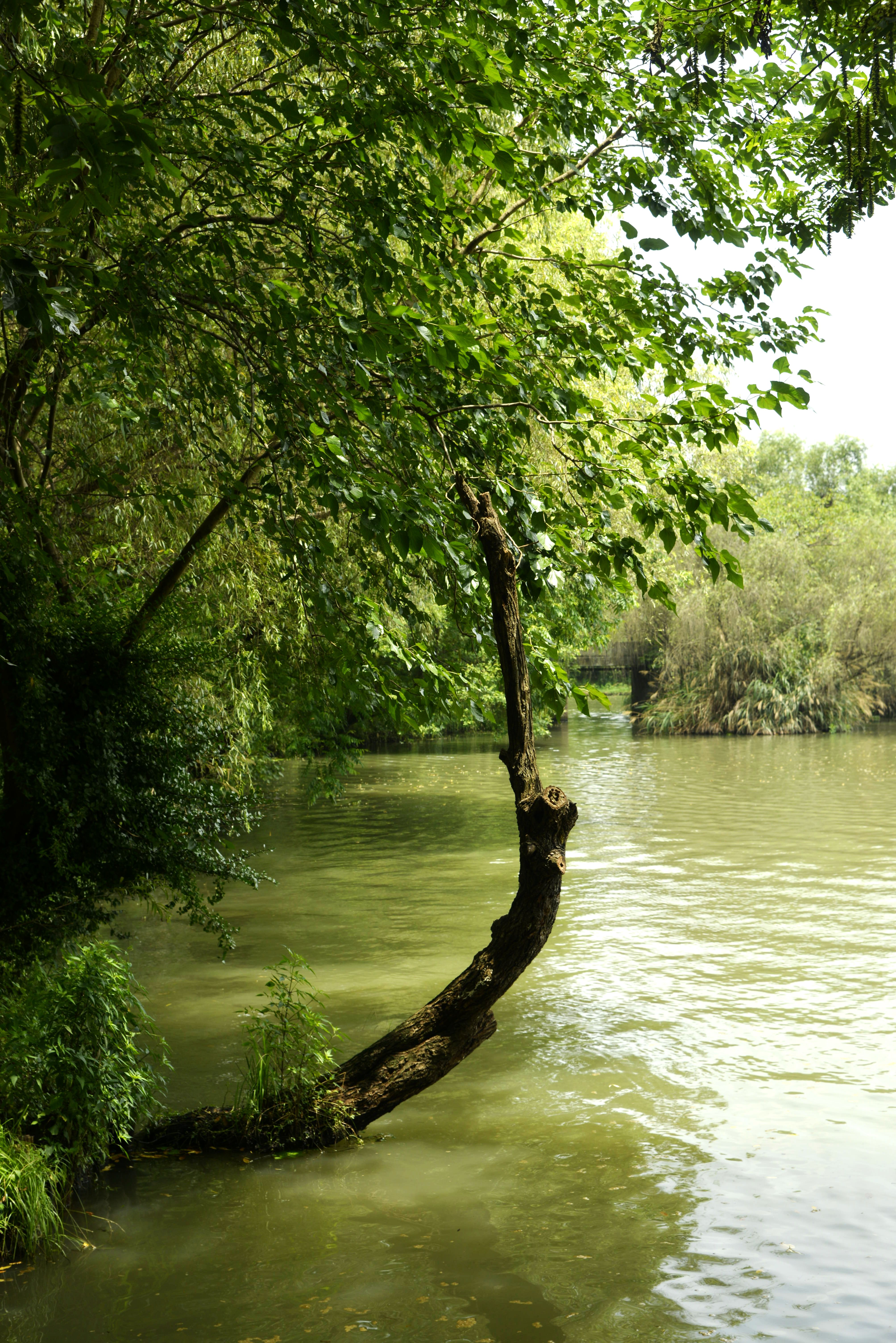 西溪湿地绿堤图片图片