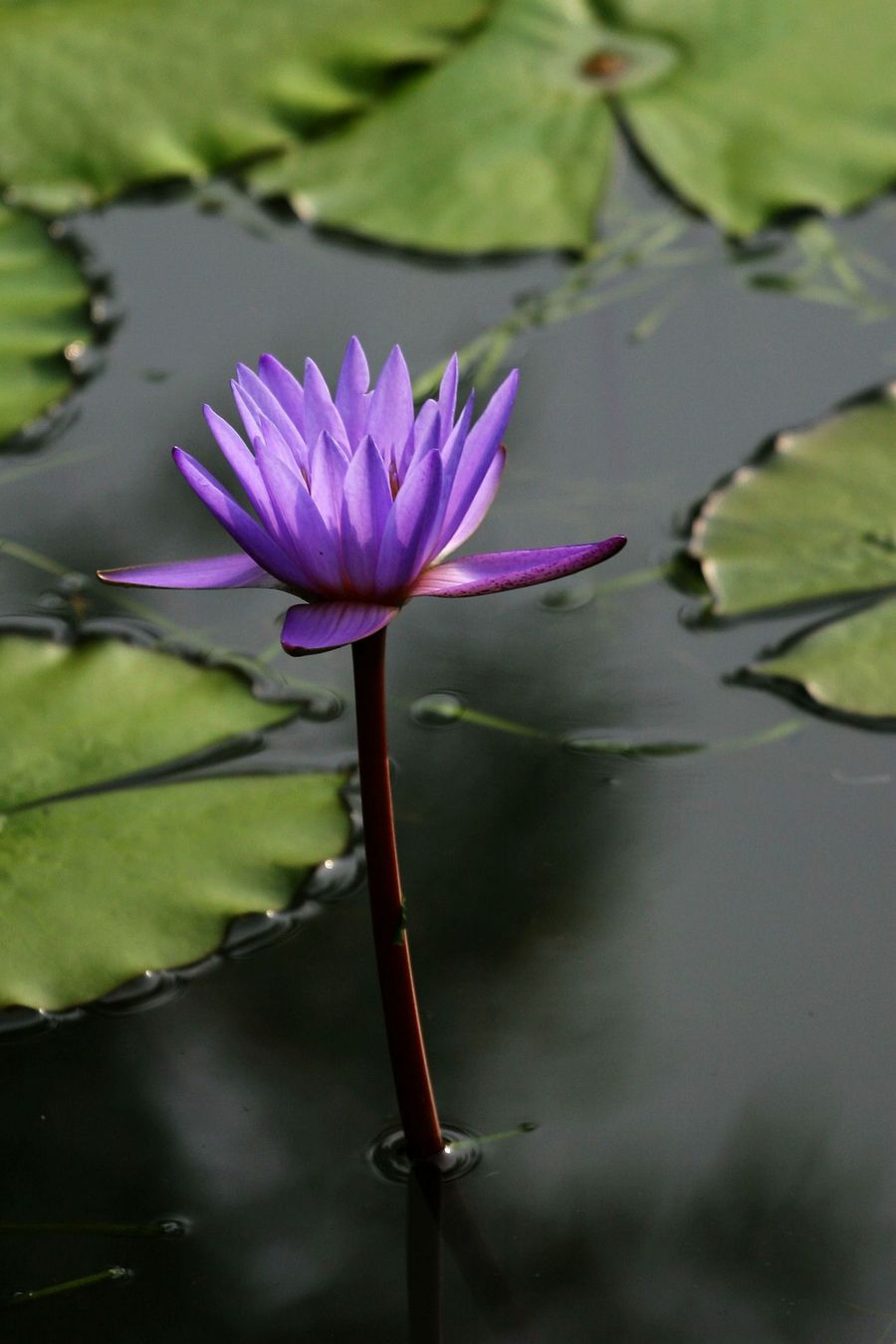 紫睡莲最美的照片图片
